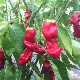 Piments HOT