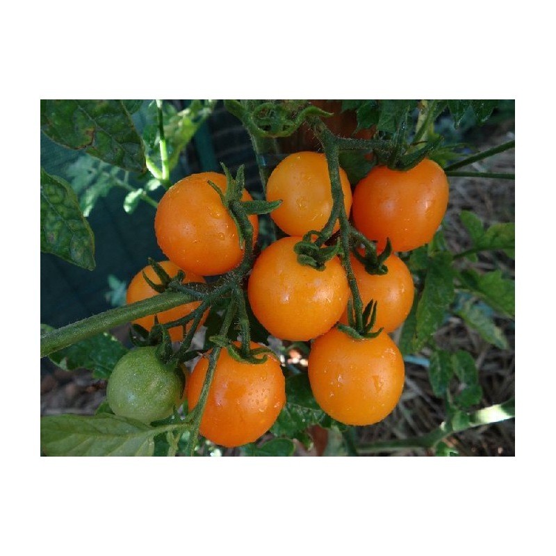 Tomate Cerise Jaune Ronde Semailles