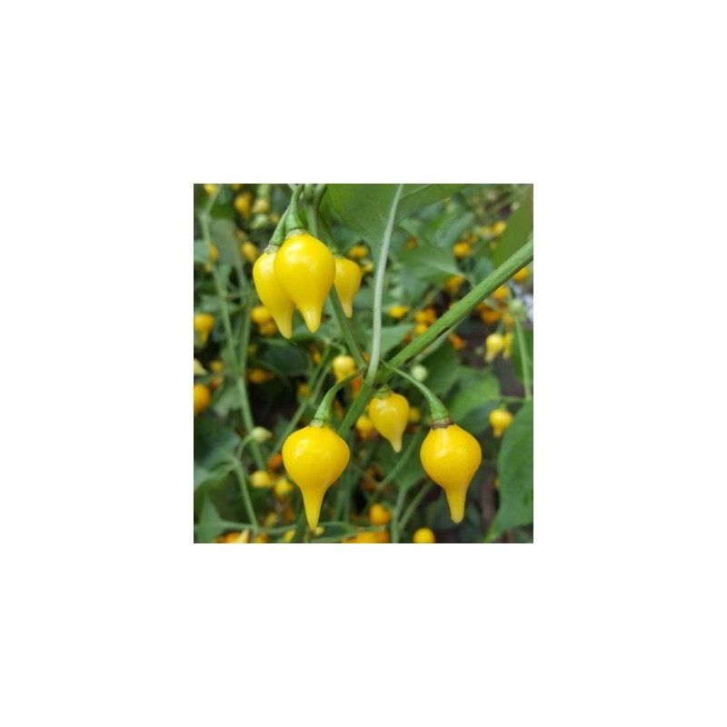 Piment doux Biquinho (ou Petit bec jaune) Semailles