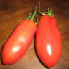 Tomate San Marzano Semailles