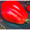 Tomate Pera D'Abruzzo Semailles