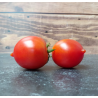 Tomate Merveille de Bastogne Semailles