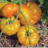 Tomate Marmande jaune Semailles