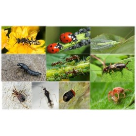 Insectes auxiliaires